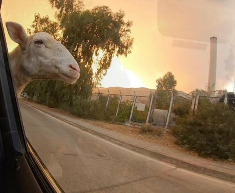 Son dakika: Muğlanın Köyceğiz ilçesindeki yangına müdahale sürüyor Bodrumda çıkan yangına müdahale ediliyor... İşte son durum...