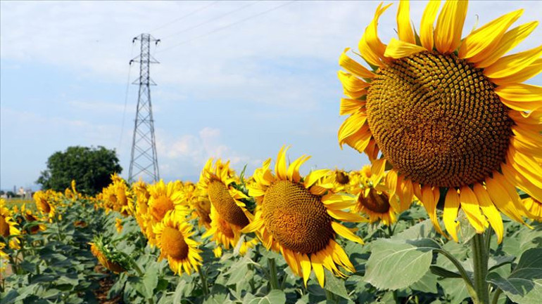 İklim krizinin öteki yüzü: Tarlalar kırmızı alarm veriyor