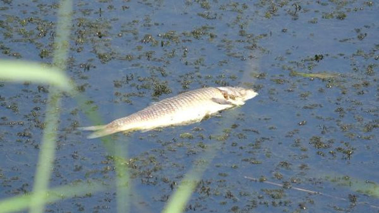 Kuraklık Büyük Menderesi de vurdu Binlerce balık öldü