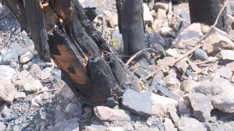 Heybeliada yangınının bilançosu belli oldu Yeşillendirme çalışması başladı