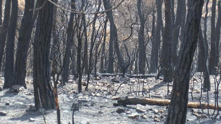 Heybeliada yangınının bilançosu belli oldu Yeşillendirme çalışması başladı