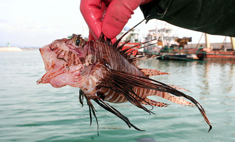 İstilacı türler Marmara ve Karadenizi de tehdit ediyor Yerli balık türleri azalırsa bizi neler bekliyor