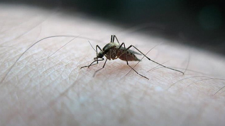 İstanbulluların kâbusu oldular Dikkat çeken sivrisinek haritası