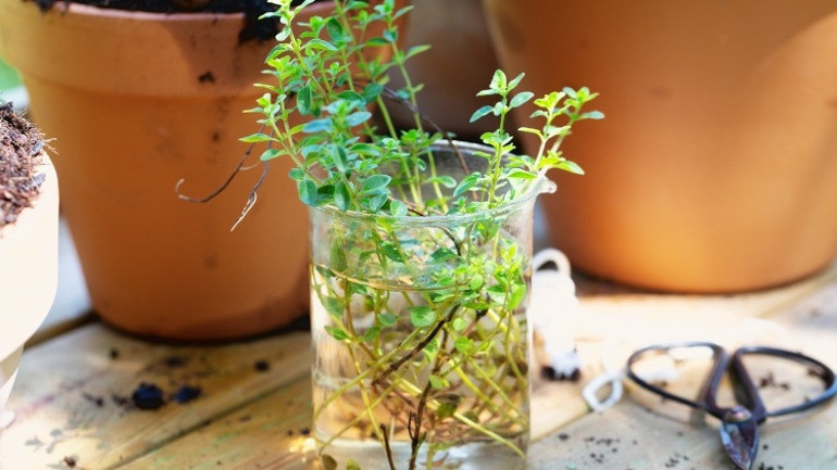 Adeti en çabuk ne söktürür İşte en hızlı adet söktürücü çaylar