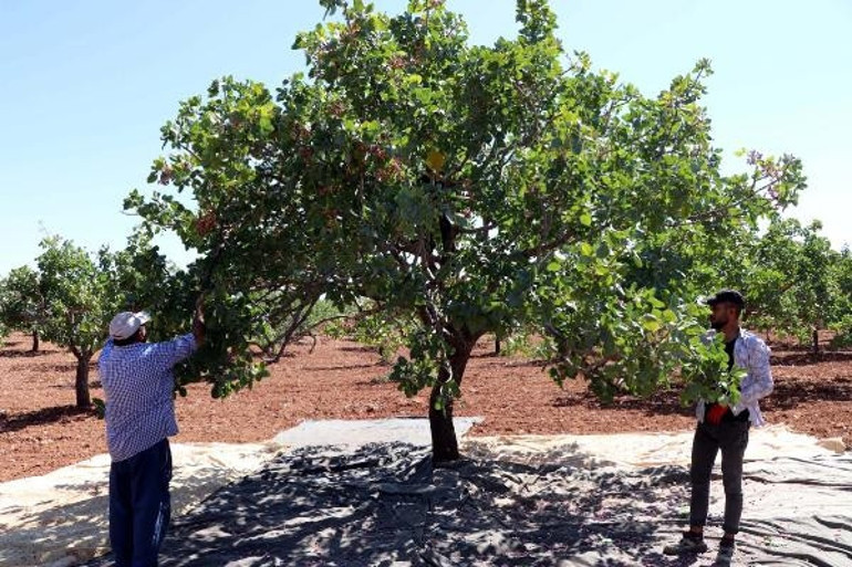 Antep fıstığında rekolte düştü Tarlada 28, tezgahta 120 TL...