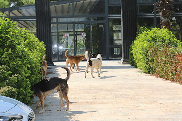 KAMPÜSÜN TADI KAÇTI