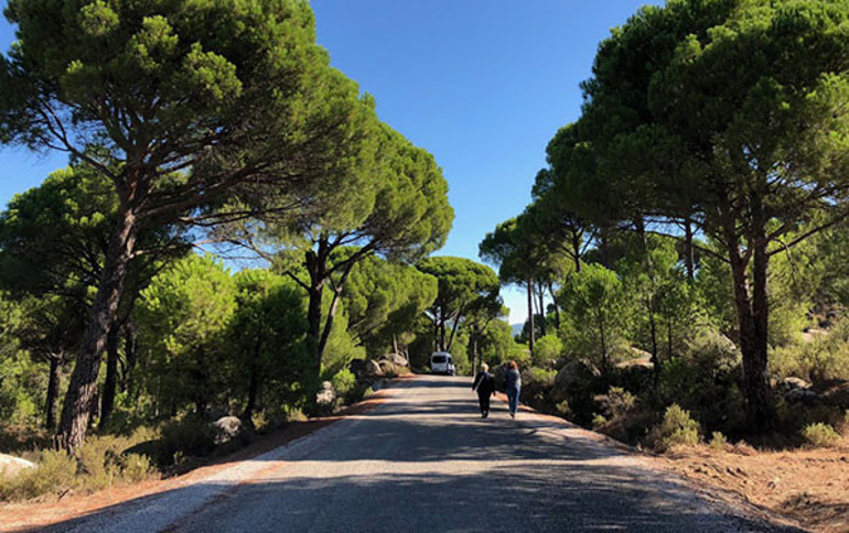 Sarı Yaz Tavsiyeleri