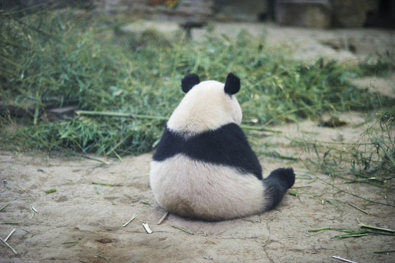 Pandaların libidosu için inanılmaz çözümler