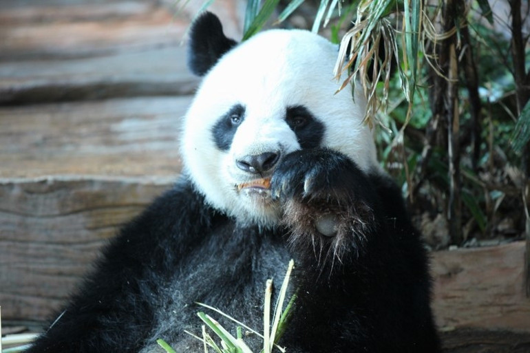 Pandaların libidosu için inanılmaz çözümler