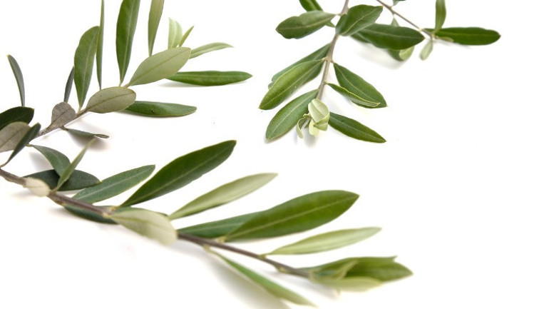 Zeytin Yaprağı Çayı Ne İşe Yarar, Nasıl Yapılır Zeytin Yaprağı Çayı Faydaları ve Kullanımı