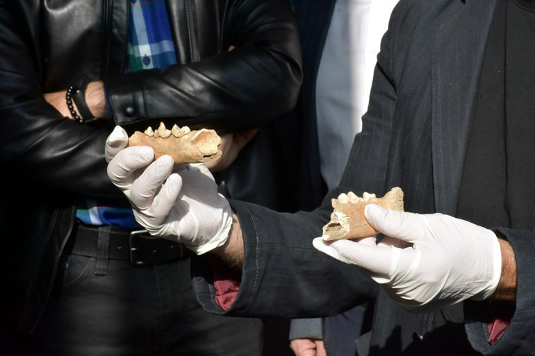 Antik yerleşimde tarihi buluş Bir zamanlar İzmirde aslan da varmış