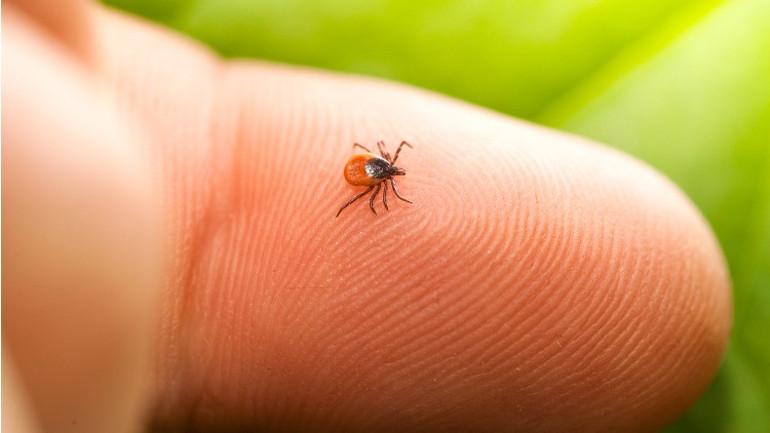 Lyme Hastalığı Nedir, Nasıl Bulaşır Lyme Hastalığı Belirtileri ve Tedavisi