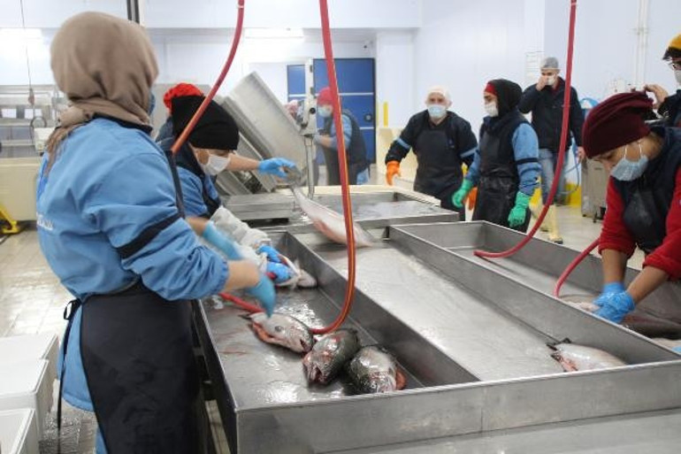 Karadeniz somonu ihracatı yüzde 275 arttı