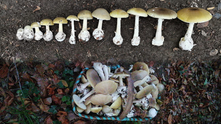 Onları ben topladım... Kaybolan zehirli mantarların ardından 25 yıllık acı bir hikaye çıktı