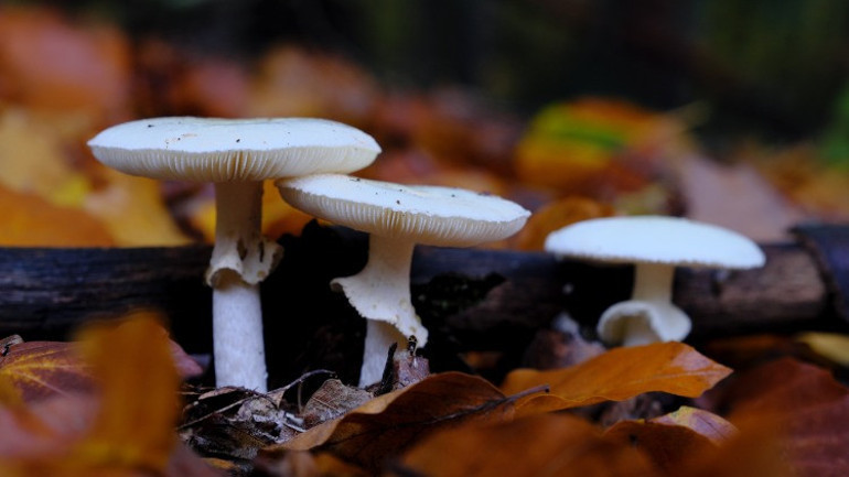 Onları ben topladım... Kaybolan zehirli mantarların ardından 25 yıllık acı bir hikaye çıktı