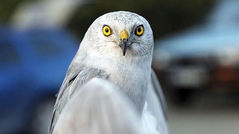 İklim zirvesi ve onun gerçekleri