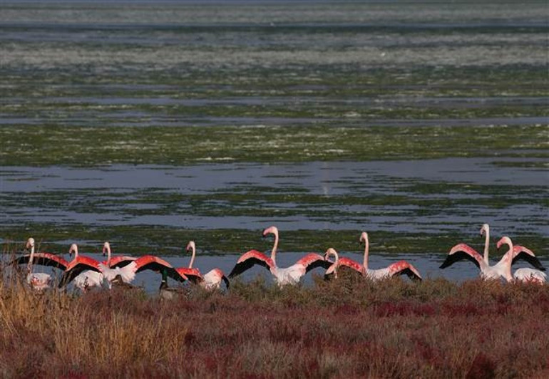 Flamingoların yuvası Çakalburnu Lagününü deniz yosunları kapladı Endişelendiren görüntü
