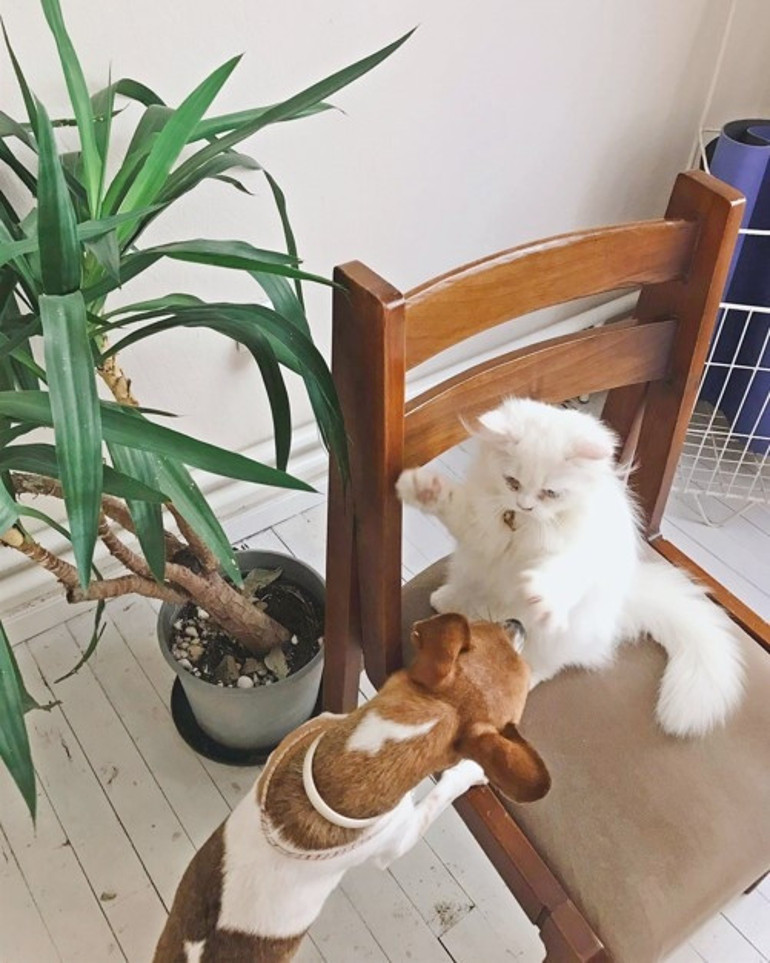 Köpeğim beni görüntülü aradı