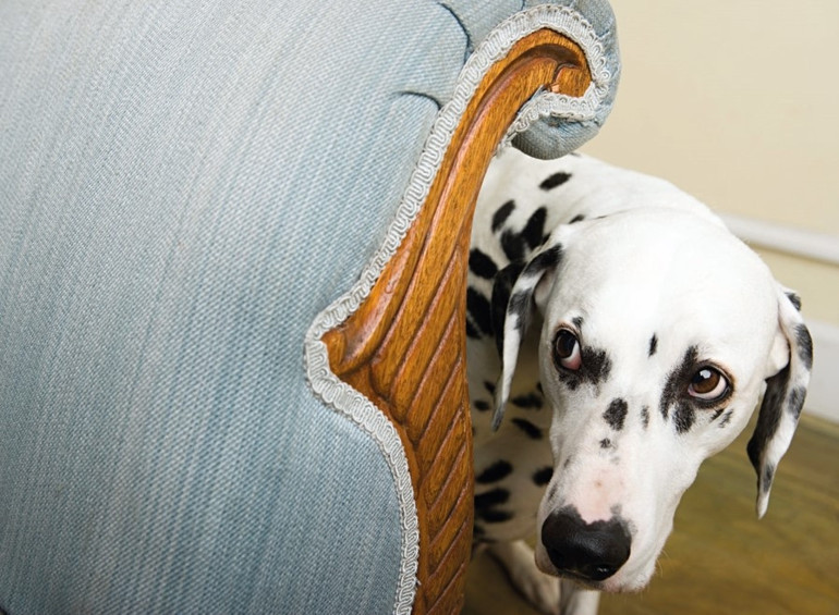 Köpeğim beni görüntülü aradı