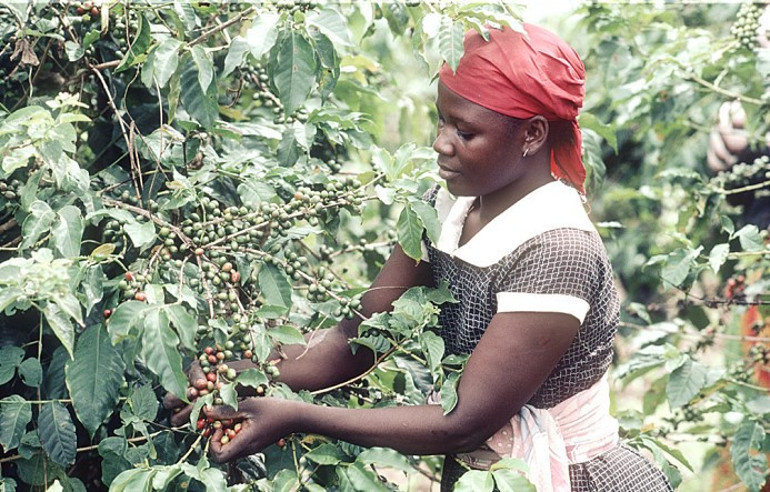 Kilimanjaro’nun eteklerinde bir kahve macerası