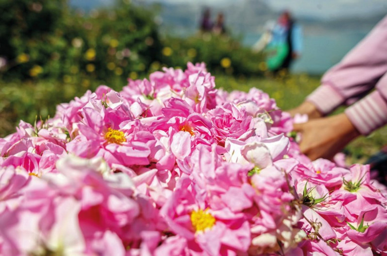 Anadolu’nun bitkilerden gelen şifalı çayları