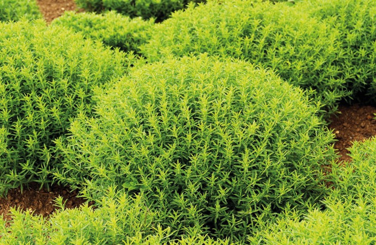 Anadolu’nun bitkilerden gelen şifalı çayları