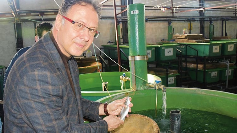 Levrek tehdit altında