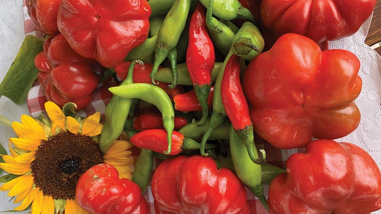 Van Gogh tablolarından fırlamış gibi bir köy