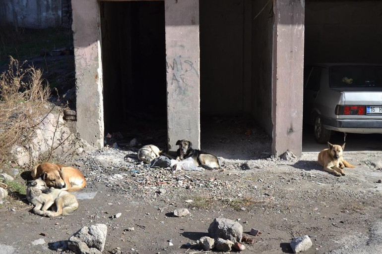 Hacı Bayram sakinleri köpeklerden tedirgin