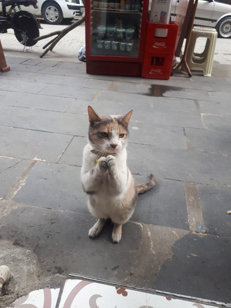 Sosyal medyada fenomen olan kedi Yiyecek istemek için yaptığı hareketlerle büyük ilgi görüyor