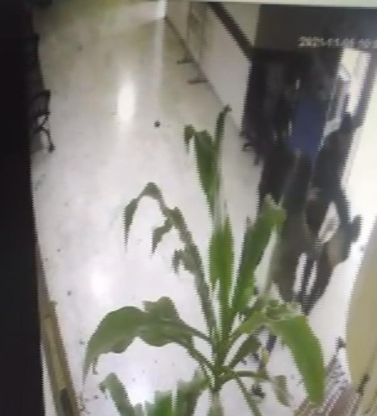 Annesini gasp ettiği öne sürülen genç kızdan karakola taşlı saldırı: 3 polis şikayetçi oldu