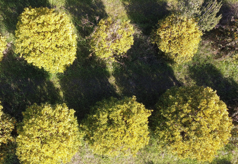 2 türü geliştirildi... Tescile gönderildi İtalyanlardan şimdiden talep yağıyor