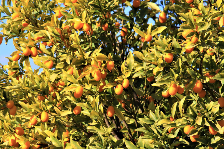 2 türü geliştirildi... Tescile gönderildi İtalyanlardan şimdiden talep yağıyor