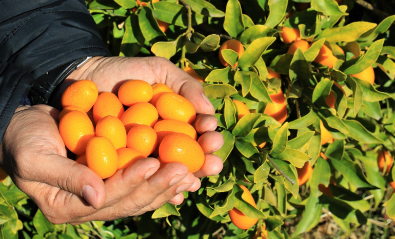 2 türü geliştirildi... Tescile gönderildi İtalyanlardan şimdiden talep yağıyor