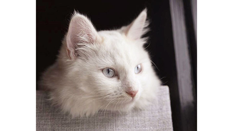Sosyal medya çılgınlığı: Kedi-köpek klonlama