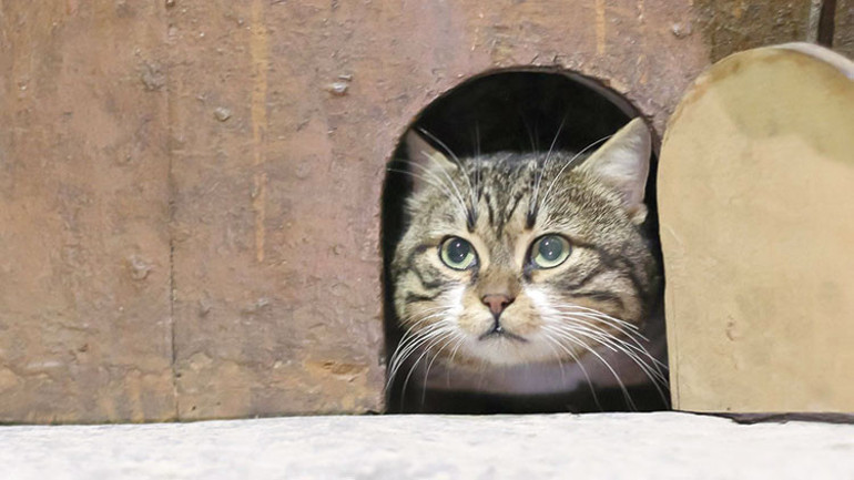 Sosyal medya çılgınlığı: Kedi-köpek klonlama