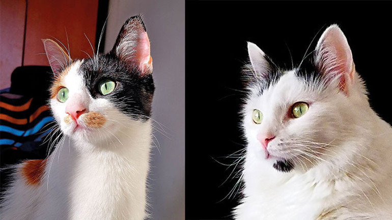 Sosyal medya çılgınlığı: Kedi-köpek klonlama