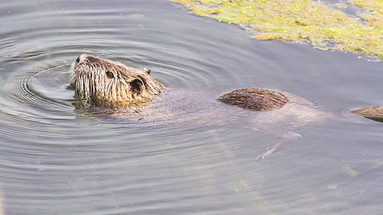 İşte Türkiye’deki 6 istilacı