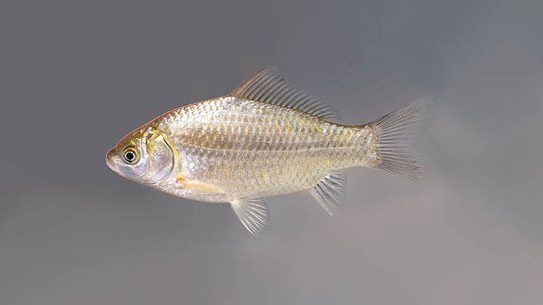 İşte Türkiye’deki 6 istilacı