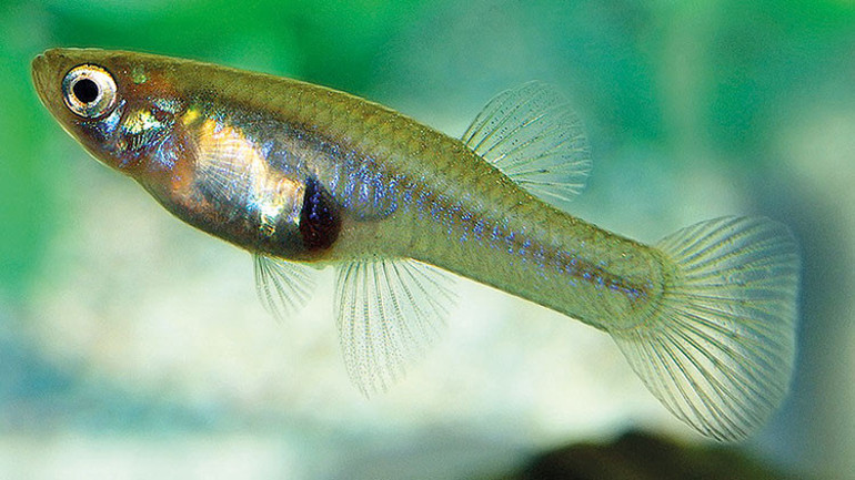 İşte Türkiye’deki 6 istilacı