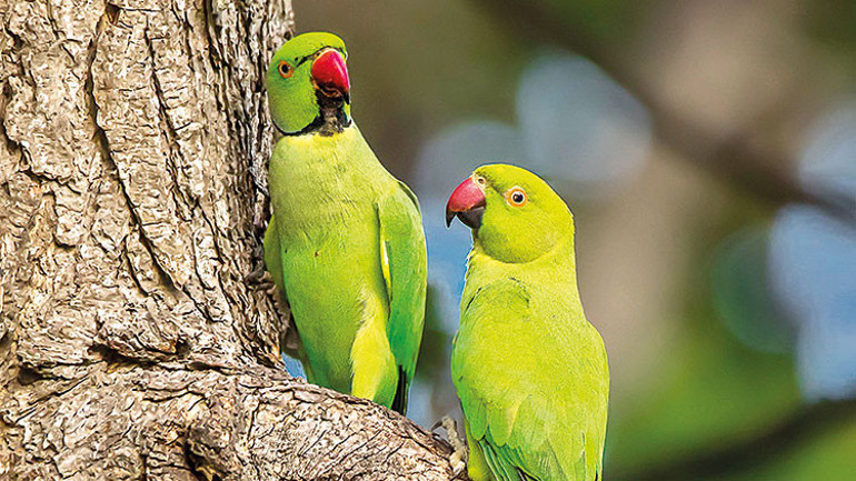 İşte Türkiye’deki 6 istilacı