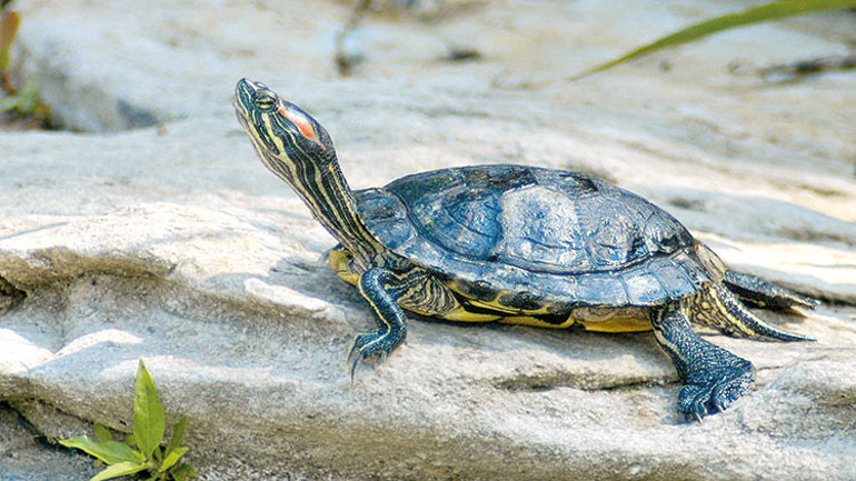 İşte Türkiye’deki 6 istilacı