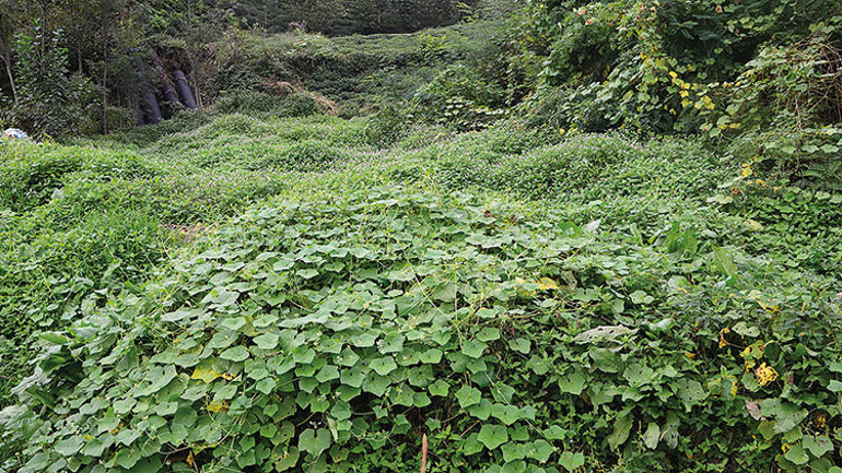 İşte Türkiye’deki 6 istilacı