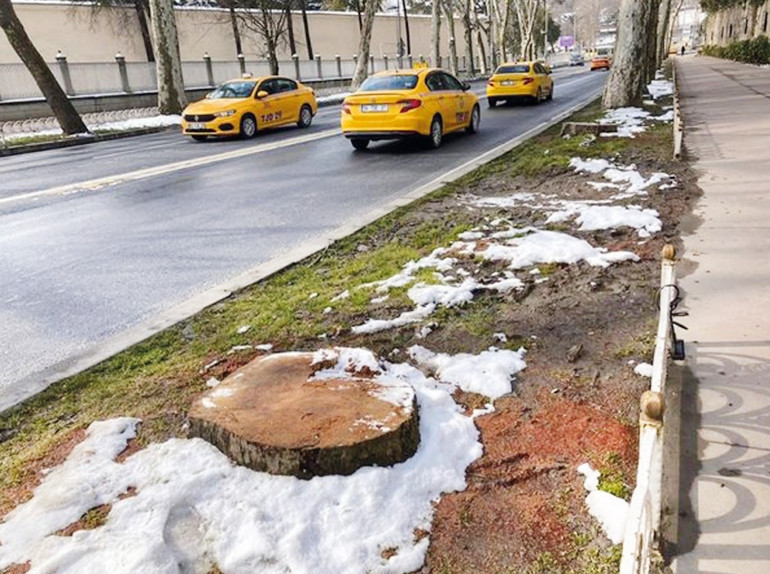 Savaş şaklabanları