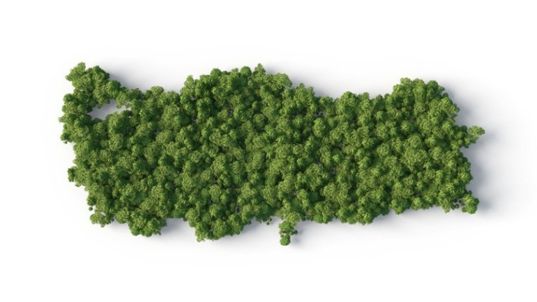 Ormanların faydaları nelerdir Ormanın insan ve diğer canlılar için önemi