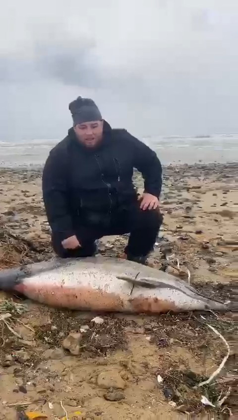 Eyüpsultan sahilinde şoke eden görüntü: 24 ölü yunus balığı kıyıya vurdu İnceleme başlatıldı