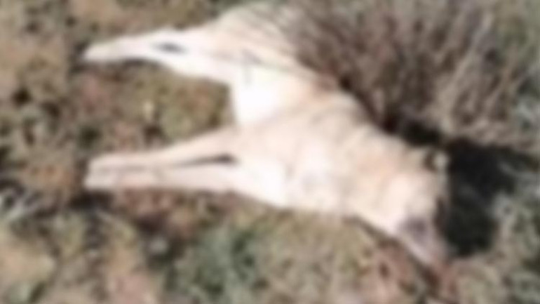 Mudanyadaki vahşete yenileri eklendi 4 köpek zehirlenerek öldü