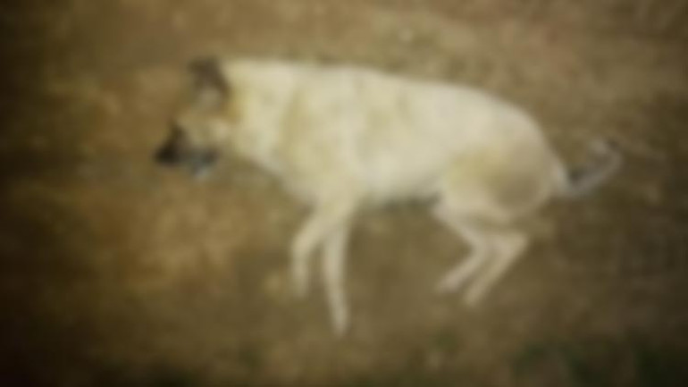 Mudanyadaki vahşete yenileri eklendi 4 köpek zehirlenerek öldü