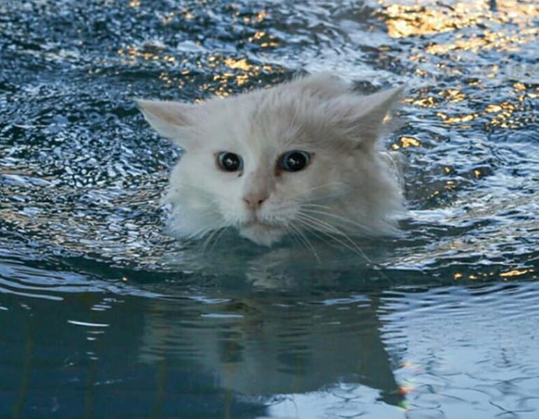 Üniversitenin Kedi Villasında yılın ilk yavruları