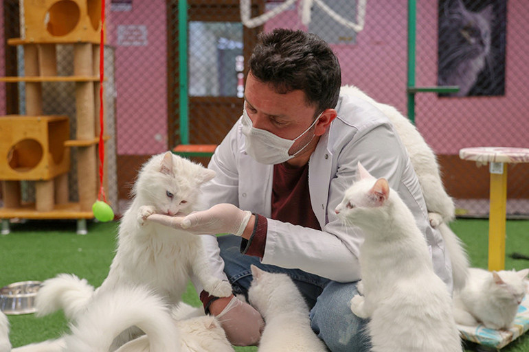 Üniversitenin Kedi Villasında yılın ilk yavruları